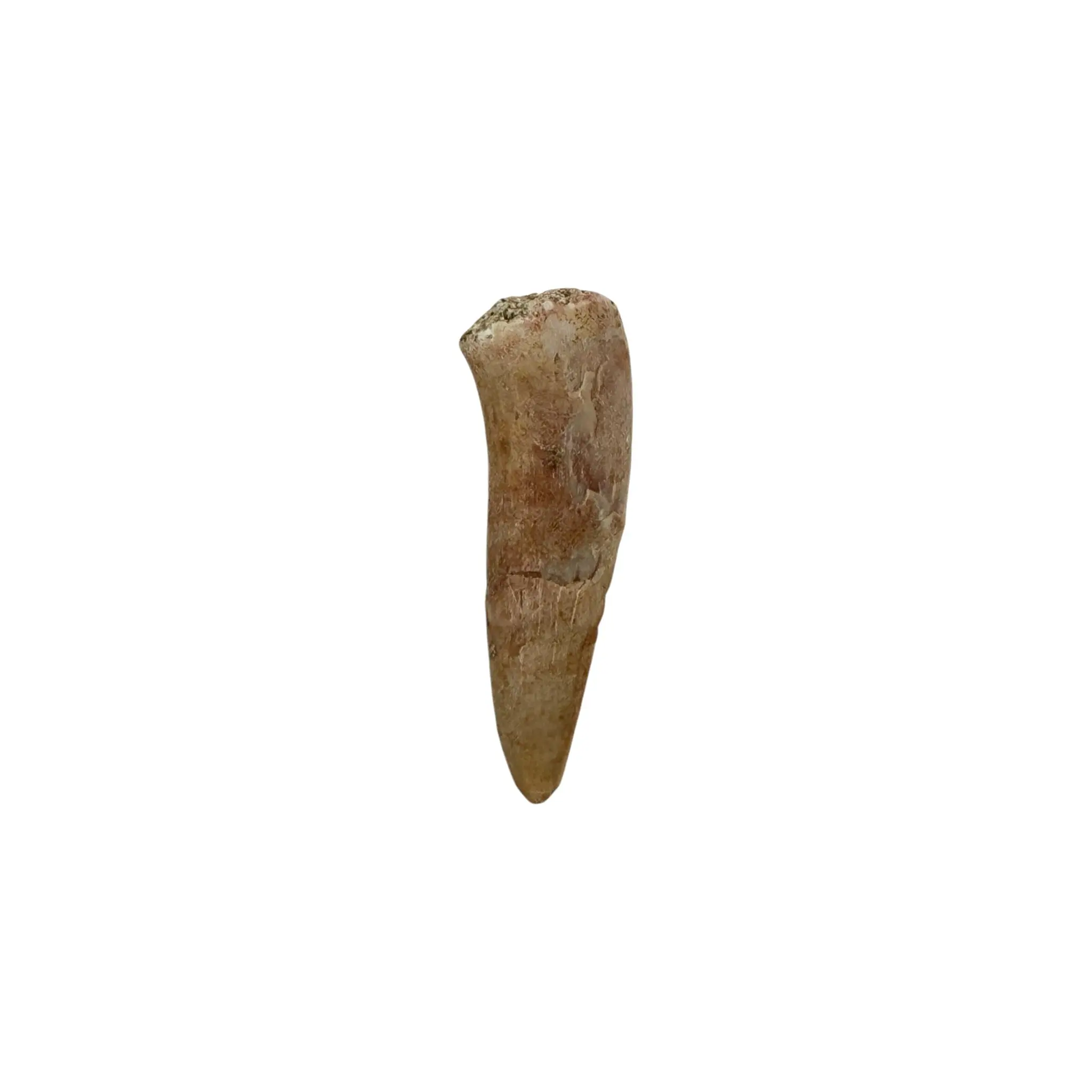 Enchodus Tooth Fossil - Saber-Toothed Herring