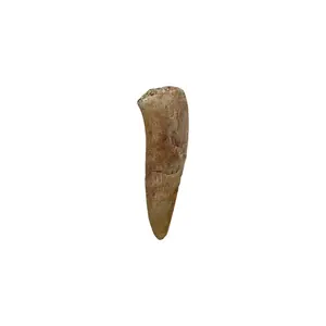 Enchodus Tooth Fossil - Saber-Toothed Herring