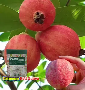Premium Crimson Red Guava Seeds Fruit Tree  | Versatile for Potted Plants, Greenhouses & Outdoor Gardens