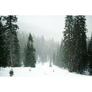 Christmas Tree Trio | Collection of 3 Seedlings