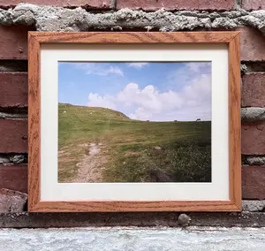 Framed Photography - Scotland Sheep