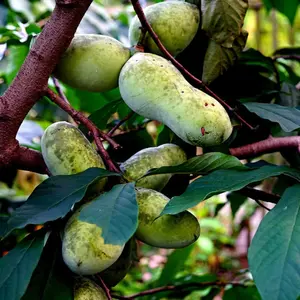 3 Stratified Paw Paw Fruit Tree Seeds Asimina Triloba Indian Banana Hardy Plant Cold Hardy USDA Zones 5-8 12-25 Feet Tall
