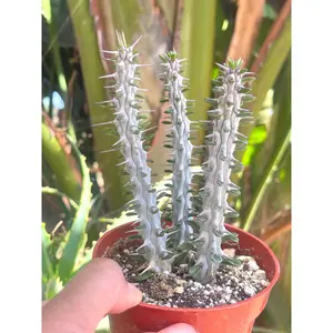 Alluaudia Procera | Live Cactus | Rare Cactus