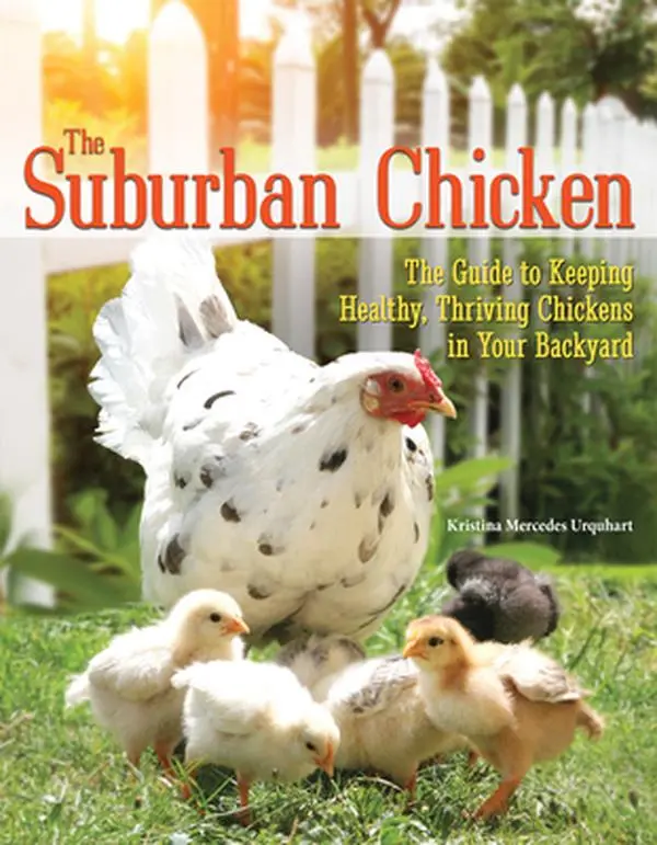 USED-The Suburban Chicken: The Guide to Keeping Healthy, Thriving Chickens in Your Backyard by Urquhart, Kristina Mercedes (Paperback)