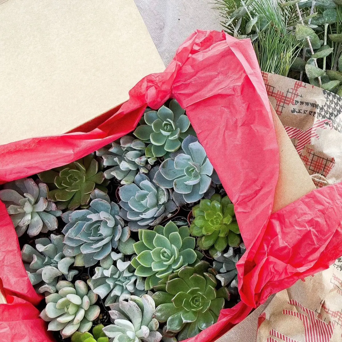 16 Succulent Gift Box/Pack (2” Pots)”