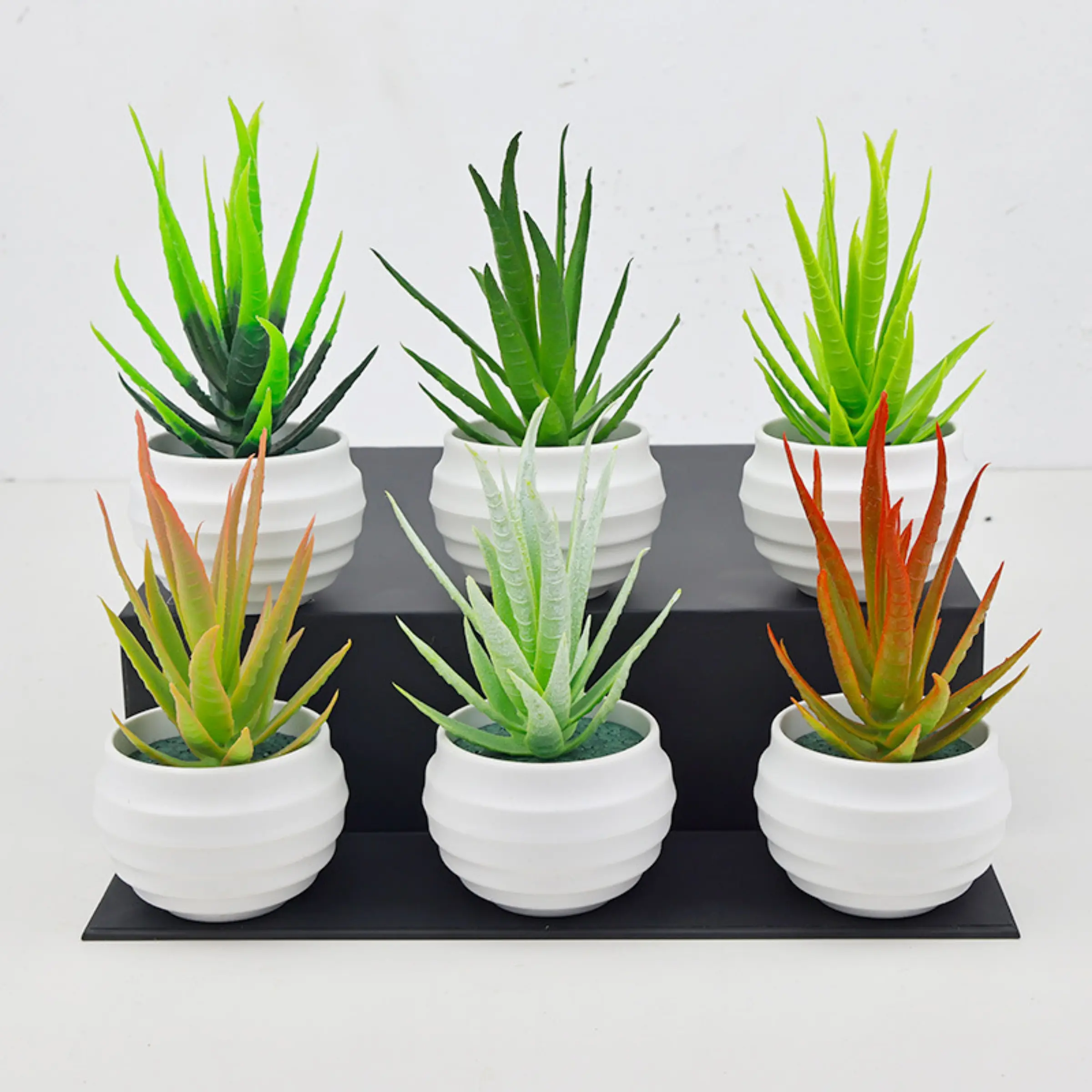 how to plant aloe vera in a pot - TikTok Shop