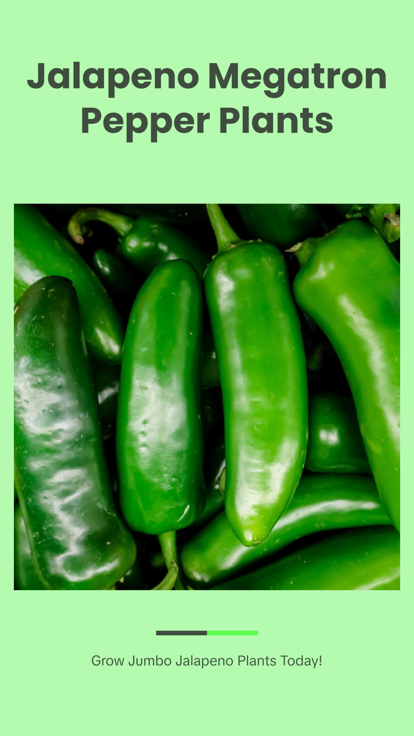 Jalapeno Megatron Peppers | Two Live Garden Plants | Jumbo Fruit, Non-GMO, Mild Heat, Great Producer