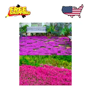 1500 Pink Mix Creeping Thyme Seeds for Planting, Ground Cover Plants
