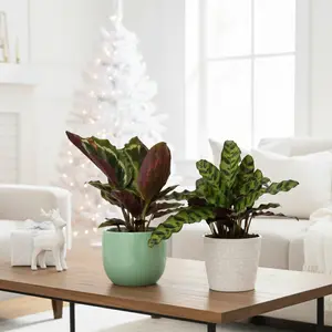 2 Calathea Plants Variety Pack in 4" Pots