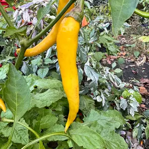 Cayenne Golden - Seeds Cayenne Golden - Seeds