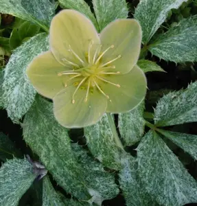 Helleborus argutifolius Pacific Frost | Corsican Hellebore | 10_Seeds