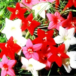 40 Cypress Vine Seeds Ipomoea Quamoclit Flower Climbing  Cardinal Creeper Seeds