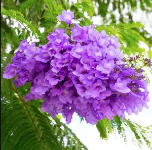 LIVE PLANT 3ft Jacaranda mimosifolia - Blue Jacaranda Tree - Black poui Nupur - Fern tree