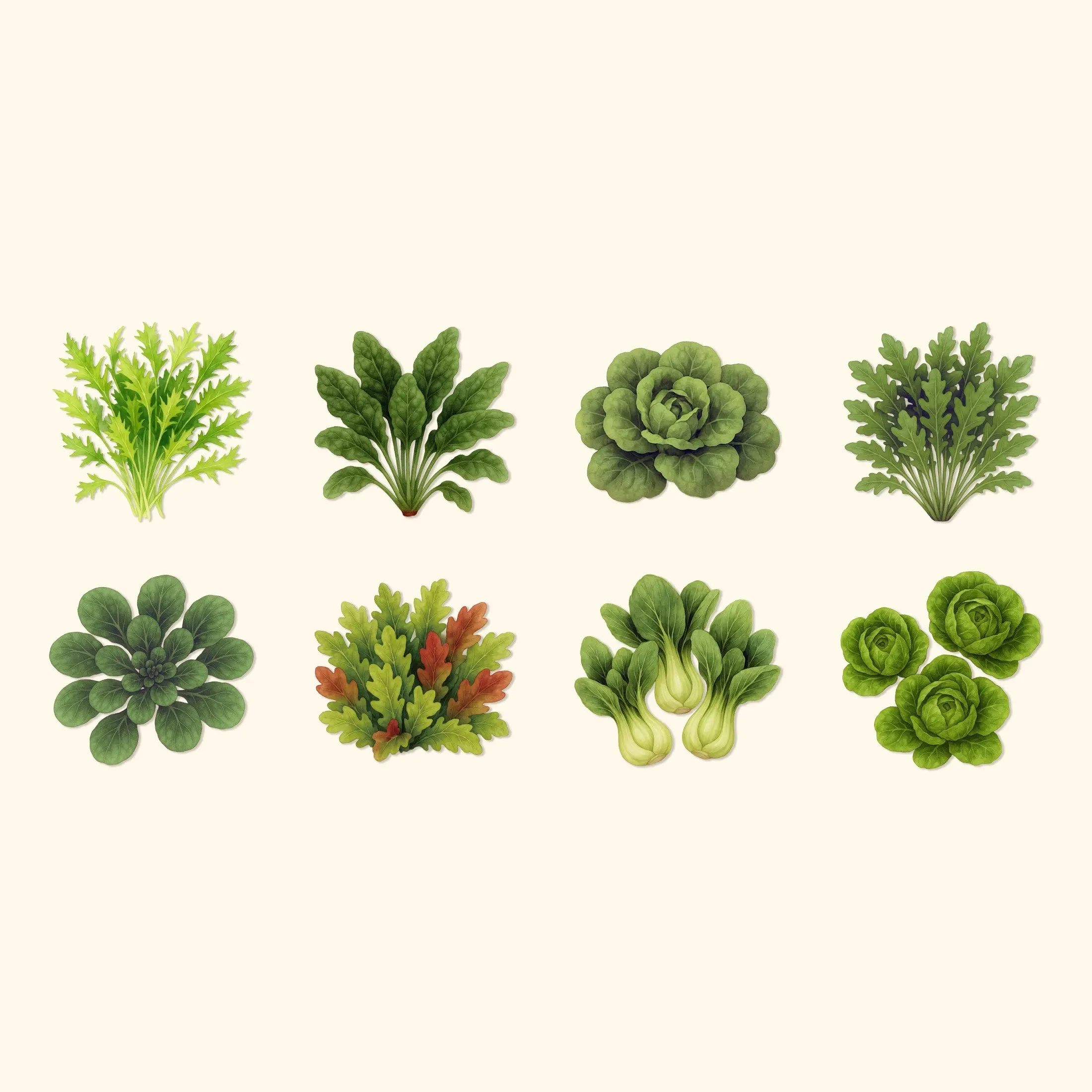 Organic Leafy Vegetable Seeds Kit - Organic Seed Varieties with Fast Growth, Self-Blanching Traits for Outdoor Home Planting Supplies