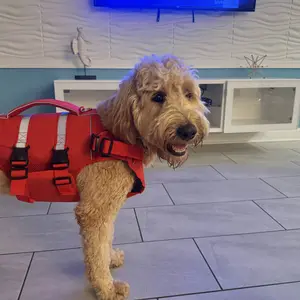 Kuoser Dog Life Jacket, High Flotation Dog Life Vest for Swimming Boating, Adjustable Ripstop Dog Lifesaver for Small Medium and Large Dogs, Reflective Safety Pet Life Preserver with Rescue Handle