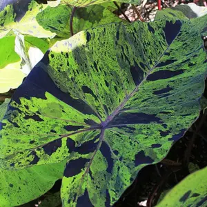Colocasia-MOJITO- Elephant Ear Colocasia Esculenta Starter live Plant in pot 3 to 6" tall