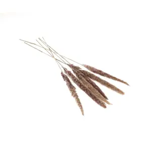 Slim Dried Pampas Grass - Grey - Pack of 6
