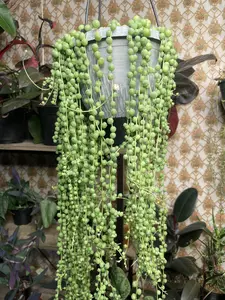 String of Pearls Succulent Live Plant Cutting