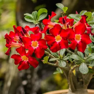 Red Adenium Desert Rose Plant Well Rooted, 4-7" Tall Flowering Succulent Seedling