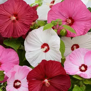 Grow Hardy Perennial Hibiscus Plants – 100 Mix of Roselle & Hibiscus Seeds for Planting | Live Garden Color by Outsidepride & Luna