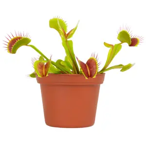 Venus Fly Trap: Pet Friendly Plant - Eats Flies, Spiders & Bugs - Unique Plants – (3" Pot) - Bog Garden Plants – Non-toxic Venus Flytrap - Carnivorous Plant for Kids