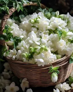Air Perfume 500 Jasmine Flower Seeds,Emitting Fragrance, Easy to Grow All Year Round, Suitable for Indoor Balcony Flower Pot Planting