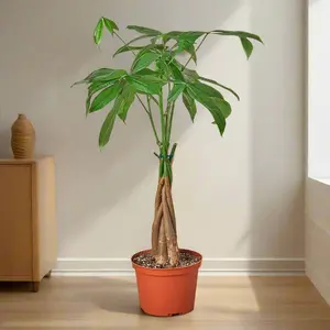 Money Tree 'Guiana Chestnut' Pachira Braid indoor plant indoor houseplant