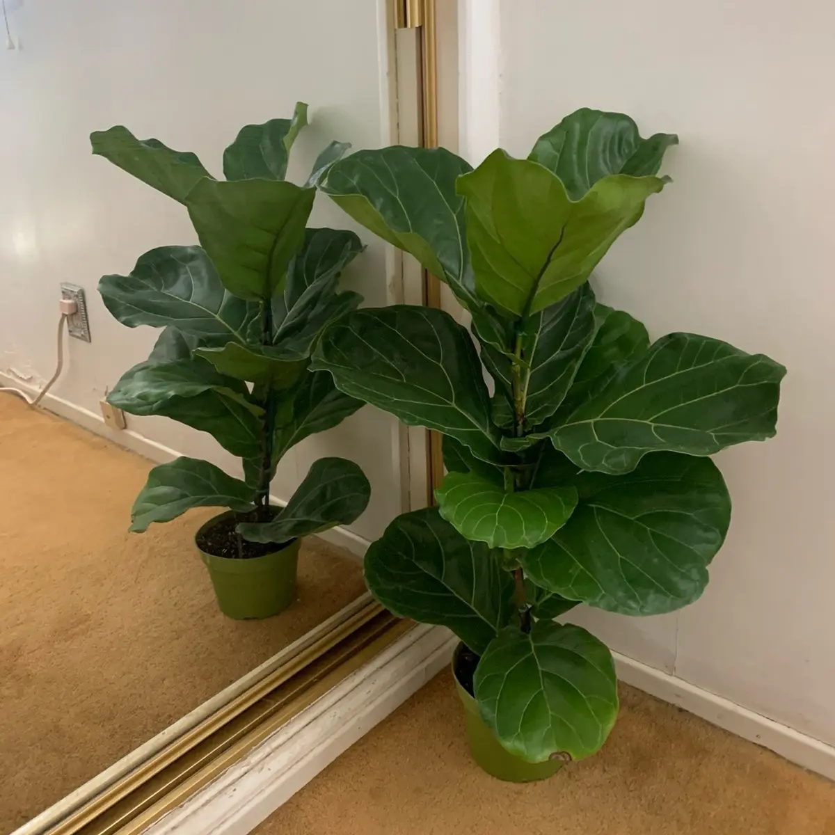 Ficus lyrata 6inch potted live indoor tropical plant for home decor - Decorative Ornaments