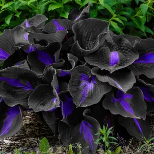 800 Rare Black & Purple Hosta Seeds  | Striking Medium to Large Perennials with Vibrant Centers | Perfect for Bold, Shade-Loving Garden Designs | Easy to Grow, Low Maintenance & Year-Round Visual Impact