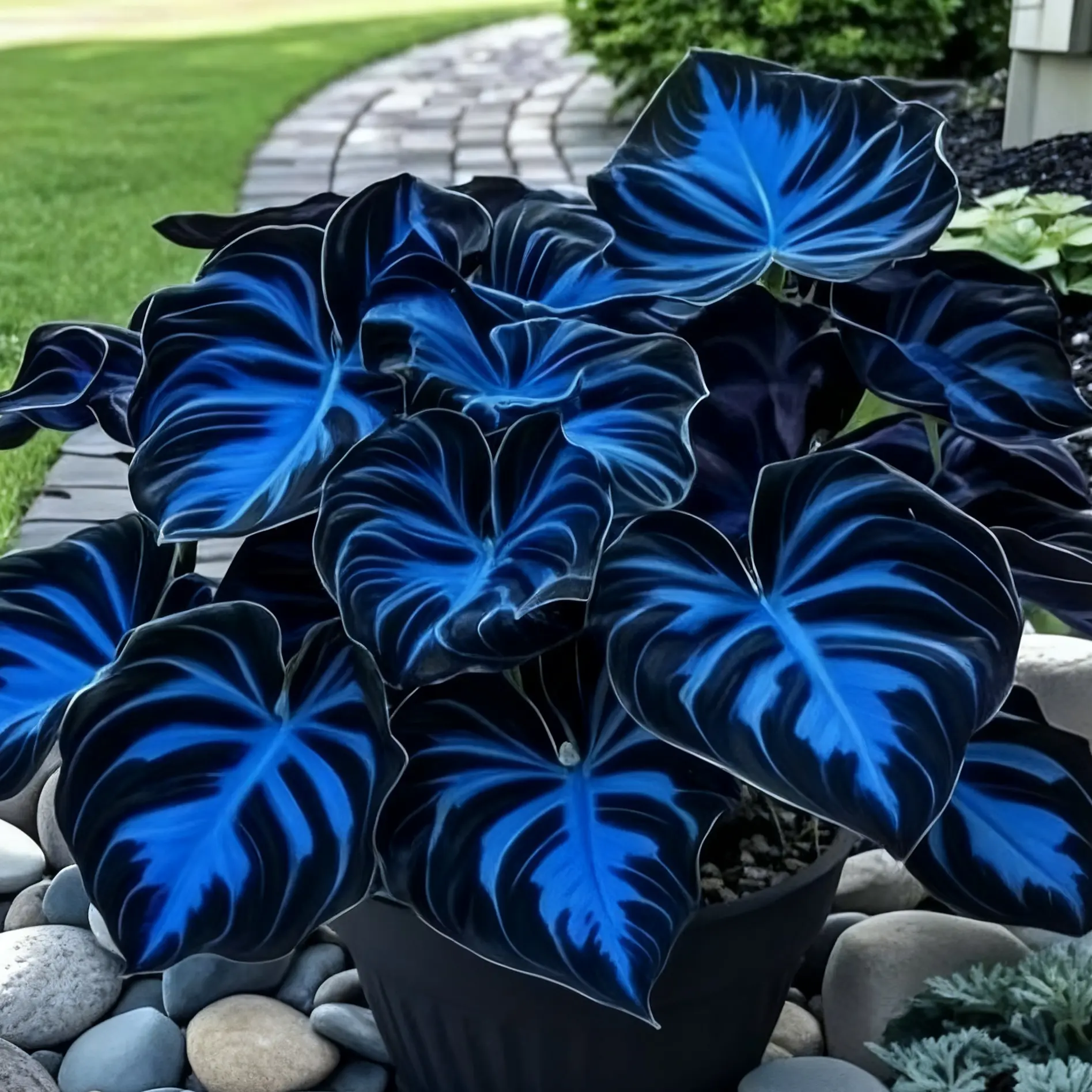 800 Hosta Seeds – Ideal for Beginners Wanting a Low-Care Garden