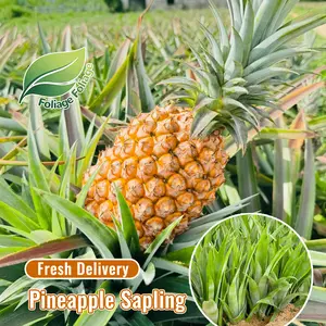 Pineapple seedlings, potted fruit, garden balcony fruit tree, easy to survive and care, drought-resistant, big fruit sweet fruit.