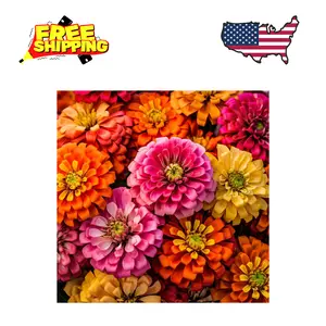 250 California Giants Zinnia Seeds for Planting - Heirloom