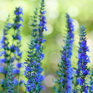 Heirloom Hyssop Seeds - 450+ Open-Pollinated Pesticide-Free Heirloom Hyssopus Officinalis