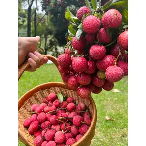 Live lychee seedlings, cold-resistant fruit trees, suitable for home garden planting