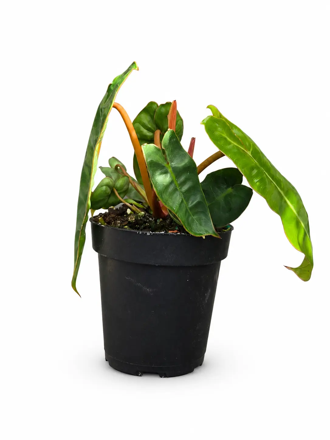 Philodendron Billietaie, Live Plant, Climbing Growth Habit, Tropical Houseplant, Rainforest Vibes