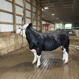 Big Bungee with Quick Release Cattle Training Aid – 4ft