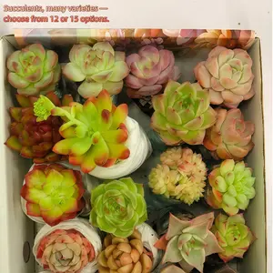 12/15 Pcs Mixed Live Succulents – Assorted Varieties, Random Bulk Succulents with Root Moisture Protection, for Garden, Indoor, Office Desk Decor – Gift Box, Idea for Mother's Day Hardy