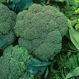 Waltham 29 Broccoli (Brassica oleracea var. italica 'Waltham 29') Organic Seeds – Cold-Hardy Variety, Abundant Central Heads and Side Shoots
