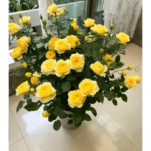 Bright yellow rose seedlings | This flourishing seedling will grow into a compact, layered yellow rose tree in the sun