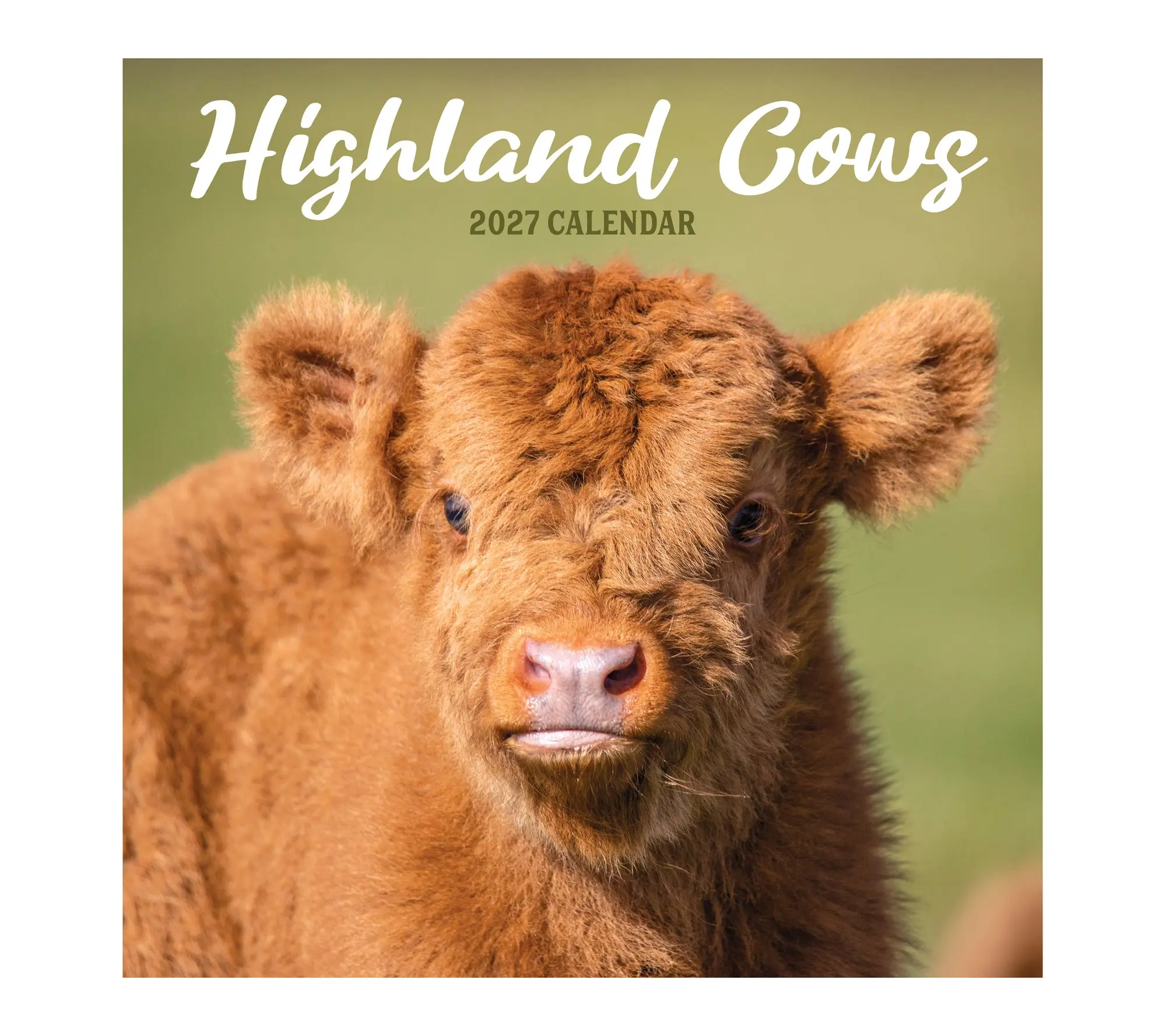 TF Publishing 2027 Highland Cows Wall Calendar