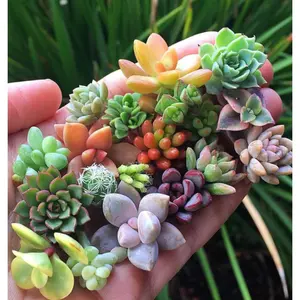Enhance Your Green Oasis with 200pcs Rare Mixed Succulent Seeds – Vibrant Colors for Indoor and Outdoor Gardening