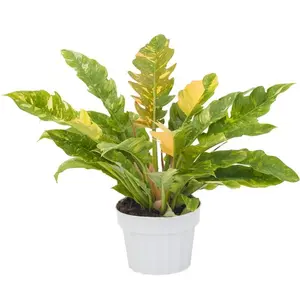 HUGE XL Philodendron Ring of Fire, 6inch pot