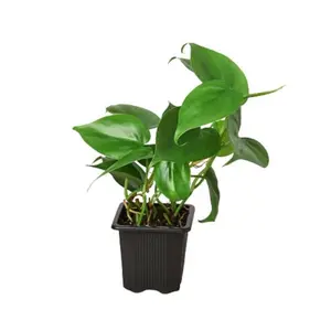 212 MAIN 3-Pack 3 in. Philodendron Cordatum Heart Leaf Tropical House Plant - Low-Light, Easy-Care Office Plant (Dropship Available)