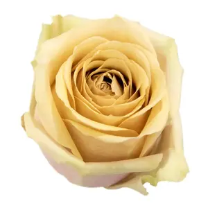 Rose Golden Mustard - 40 Stem Bunch