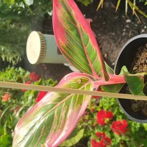 tall bamboo plants indoor 10'-15' Feet Tall Bamboo (15 Gallon) – Lewis Bamboo main image 1