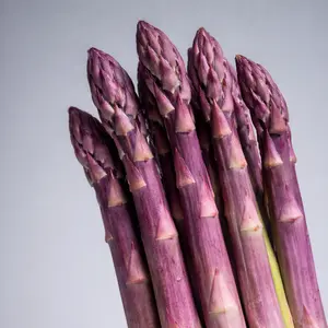 Purple Passion Asparagus Plants | Bare Root Crowns (2-Year) | Unique Purple Spears, Tender Flavor, Winter Hardy (Zones 3–8)