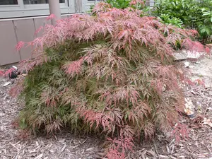 Orangeola Weeping Laceleaf Japanese Maple