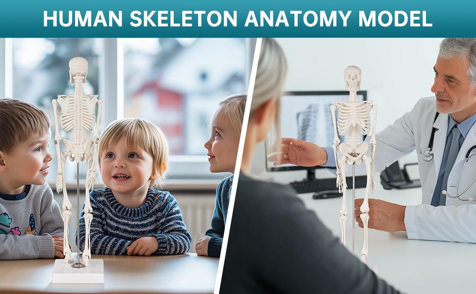 Skeleton Model, 17" Skeleton Anatomy Model with Movable Skull, Arms and Legs, Teaching Model for Education, Skeletal Study and Display