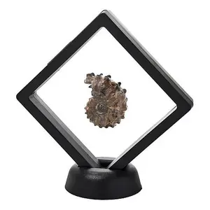 Mine Finds by Jay King Small Ammonite Specimen in Floating Black Frame