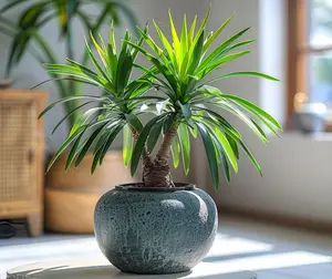 Bottle Palm Bonsai Tree Seeds - 5 Seeds